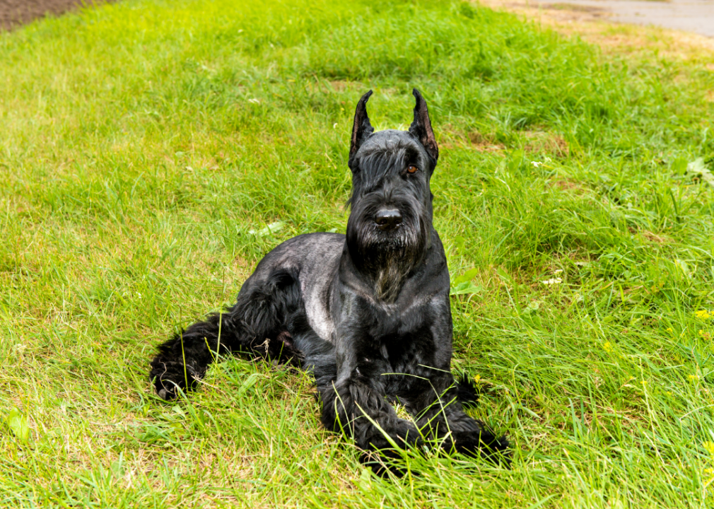 Giant schnauzers